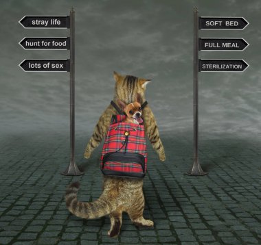Kedi 2'yi nereye çevireceğini seçer
