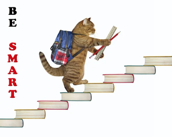 Cat gaat naar kennis — Stockfoto