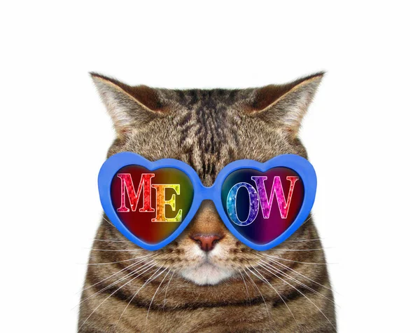 Katze trägt Miau-Sonnenbrille 3 — Stockfoto
