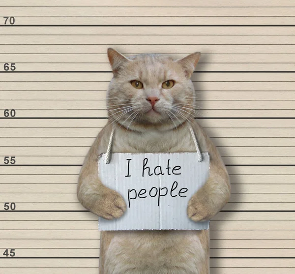 Kočičí zločinci nenávidí lidi — Stock fotografie