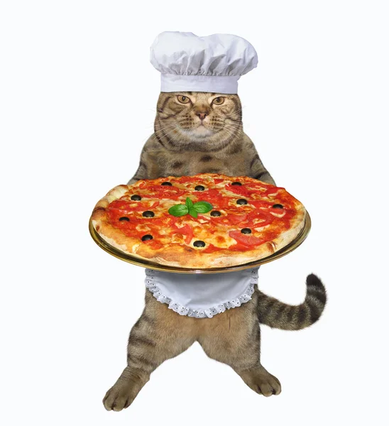 Gato padeiro detém pizza — Fotografia de Stock