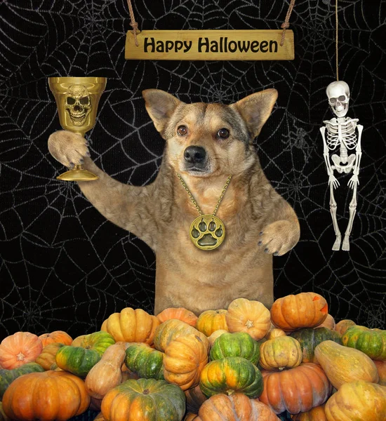 Собака с чашкой празднует Хэллоуин — стоковое фото