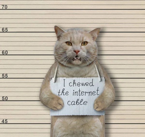 Kedi suçlu internet kablosu çiğnedi