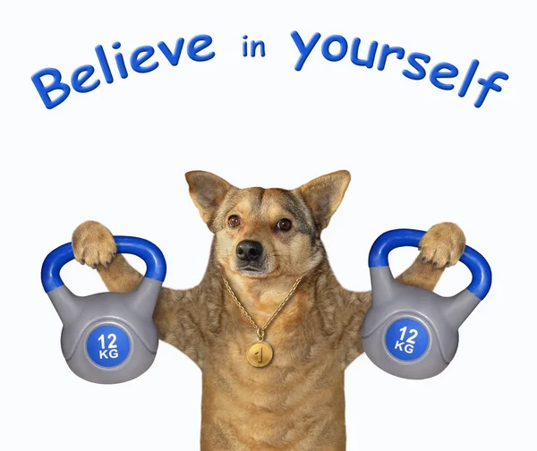 Dog athlete lifts kettlebells 2 — Stock Photo, Image