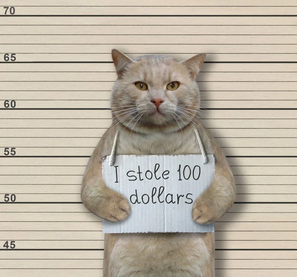 Cat criminal robó 100 dólares — Foto de Stock