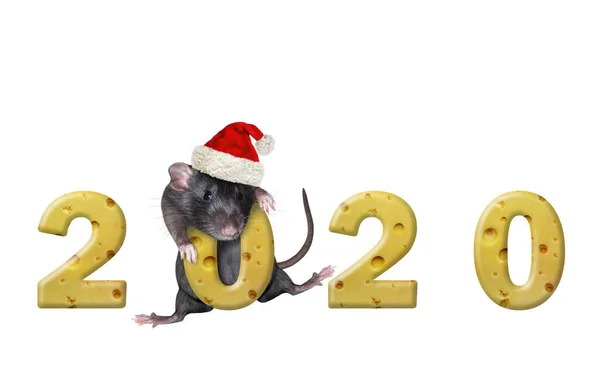 2020 peyniri yakınlarında kırmızı şapkalı fare — Stok fotoğraf