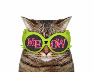 Miyav güneş gözlüğü kedi
