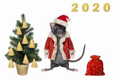 Noel ağacı 2 yakınında Rat
