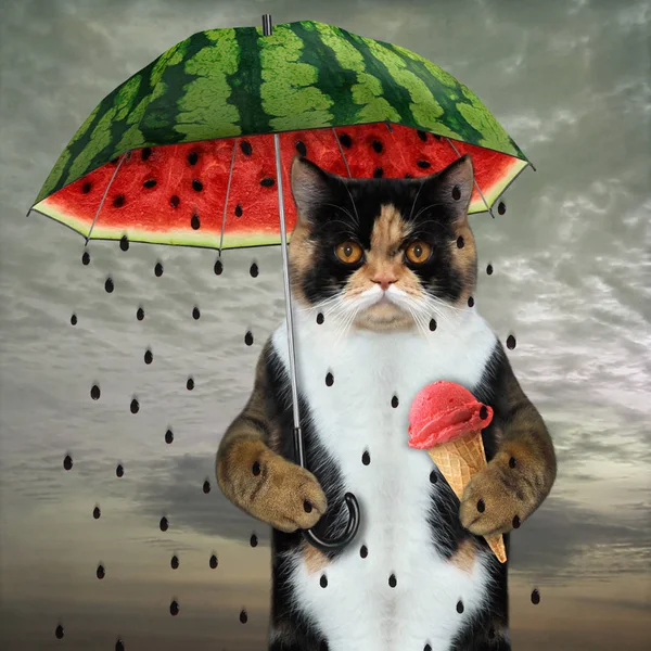 Cat under watermelon umbrella — Stock Photo, Image