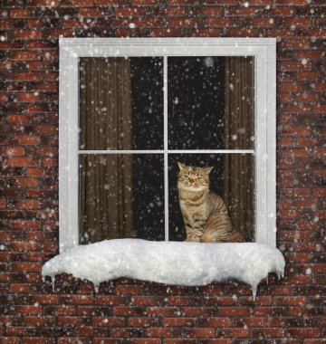 Kedi pencereden bakıyor.