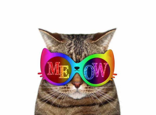 Katze in Miau Sonnenbrille 2 — Stockfoto