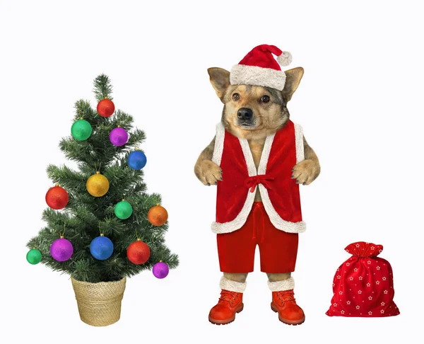 Cão perto da árvore de Natal — Fotografia de Stock