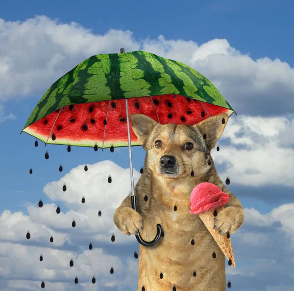 Dog under watermelon umbrella — Stock Photo, Image