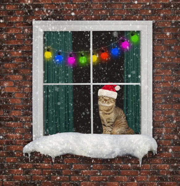Gato de chapéu olha pela janela — Fotografia de Stock