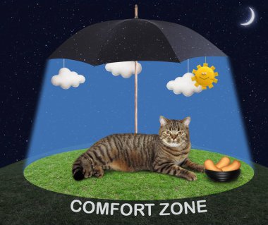 Siyah şemsiye altında kedi