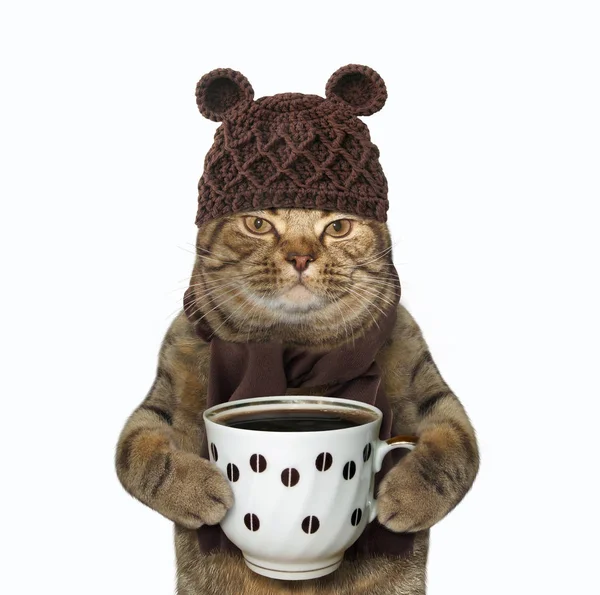 Kot w wełnistym kapeluszu z kawą — Zdjęcie stockowe