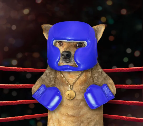 Psí boxer v boxerském kroužku 2 — Stock fotografie