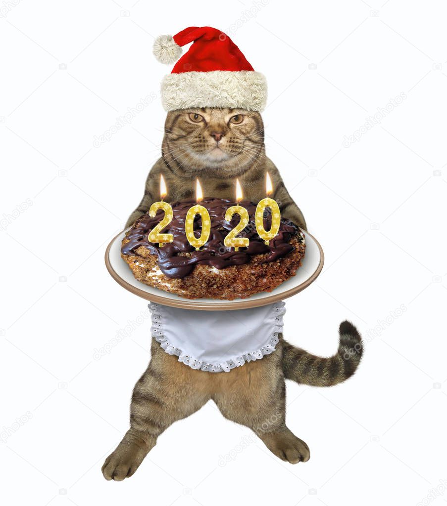 Cat with 2020 Christmas cake