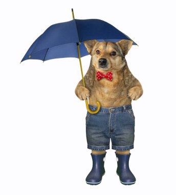 Mavi kauçuk çizmeli köpek 2