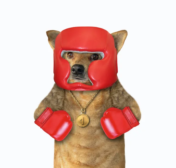 Psí boxer s medailí — Stock fotografie