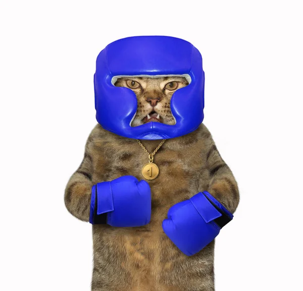 Boxeador de gatos con una medalla — Foto de Stock
