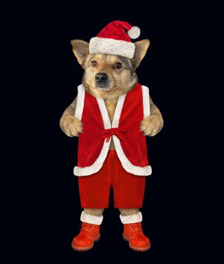 Noel Baba kıyafetli köpek