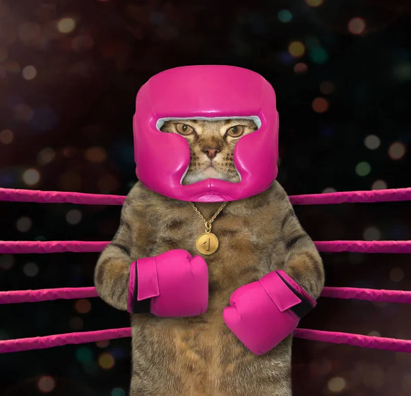 Boxeador de gatos en el ring de boxeo — Foto de Stock