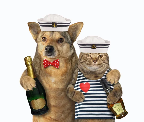 Σκύλος αγκαλιάζοντας γάτα ναυτικός — Φωτογραφία Αρχείου