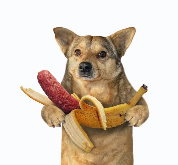 Dog holds sausage in banana peel — Stock Photo, Image