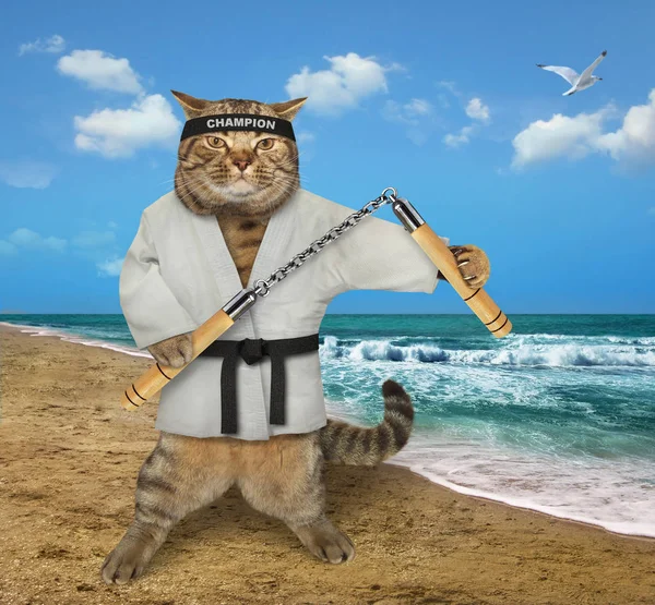Gatto karate sulla spiaggia — Foto Stock