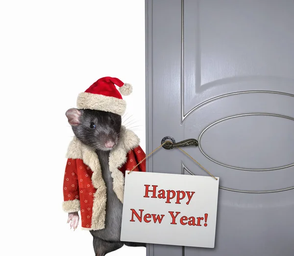 Rata abre la puerta 2 — Foto de Stock