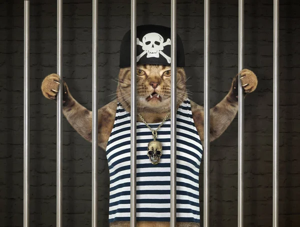 The cat pirate in a bandana and a striped sailor shirt is behind bars in the prison.