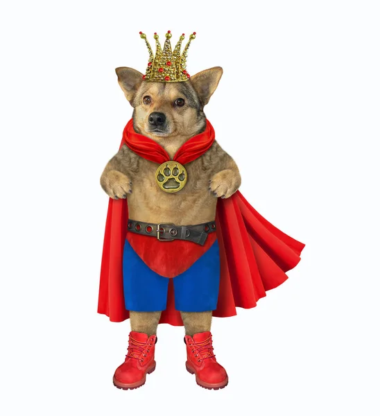 Σκύλος βασιλιάς με κόκκινο μανδύα — Φωτογραφία Αρχείου