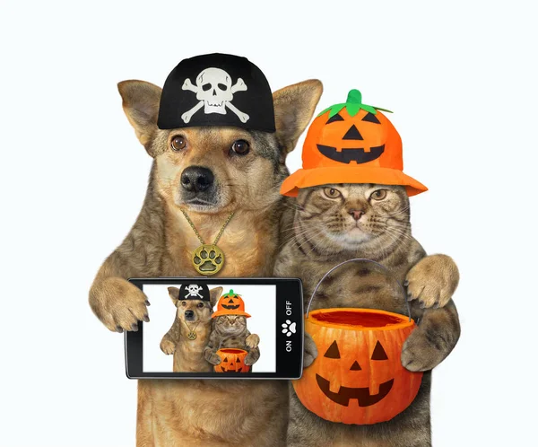 Hund kramar med katt för Halloween 3 — Stockfoto