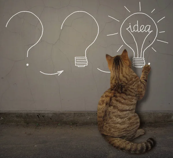 Pisica desenează becul cu ideea pe perete — Fotografie, imagine de stoc