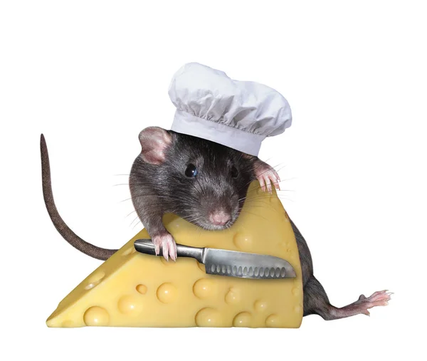 Rato em chapéu com queijo — Fotografia de Stock