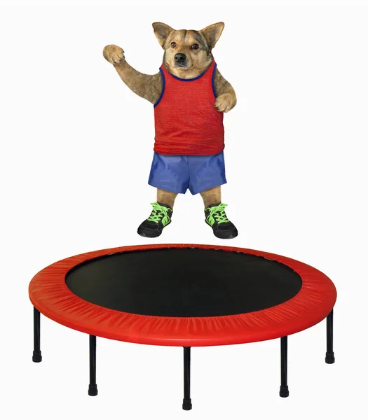Dog in red shirt jumps on trampoline — Stock Photo, Image