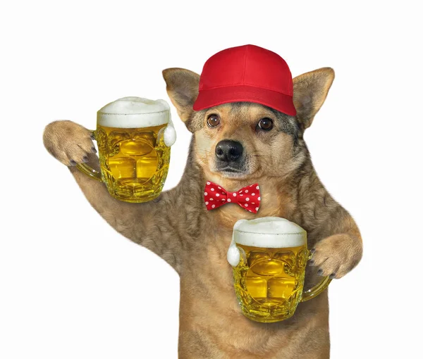 Pies w czerwonym wieczku posiada dwa piwo — Zdjęcie stockowe