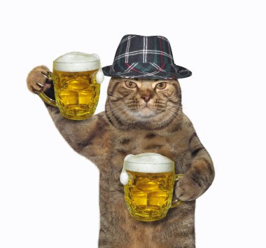 Gri şapkalı kedi iki bira tutar