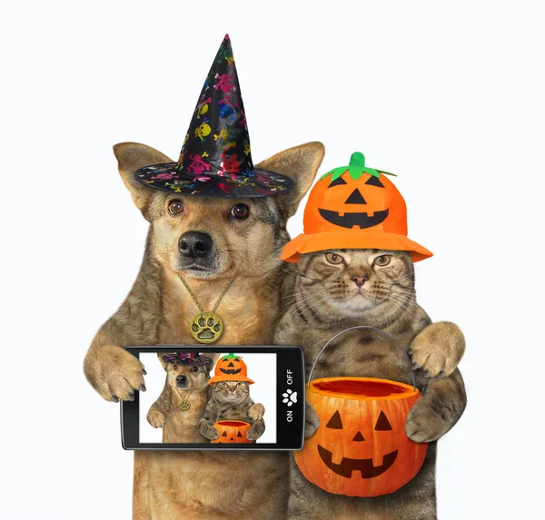 Dog hugs with cat for Halloween 3 — Stock Photo, Image