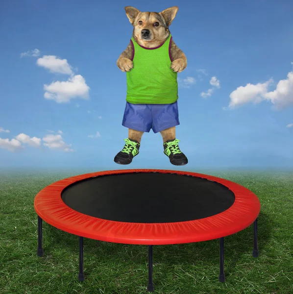 Cane in camicia verde salta sul trampolino 2 — Foto Stock