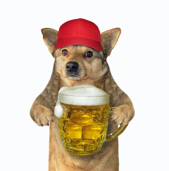 Собака в красной кепке держит кружку пива — стоковое фото