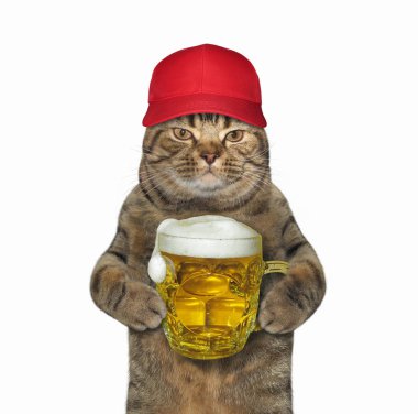 Kırmızı şapkalı kedi bira bardağı tutar