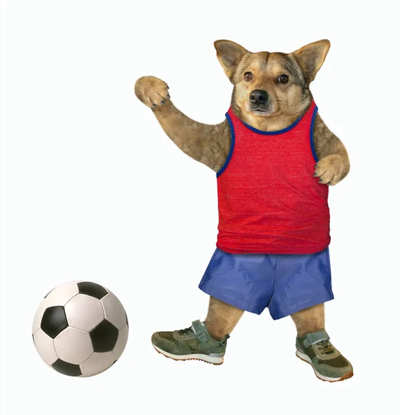 Собака-спортсмен потрапляє на м'яч — стокове фото