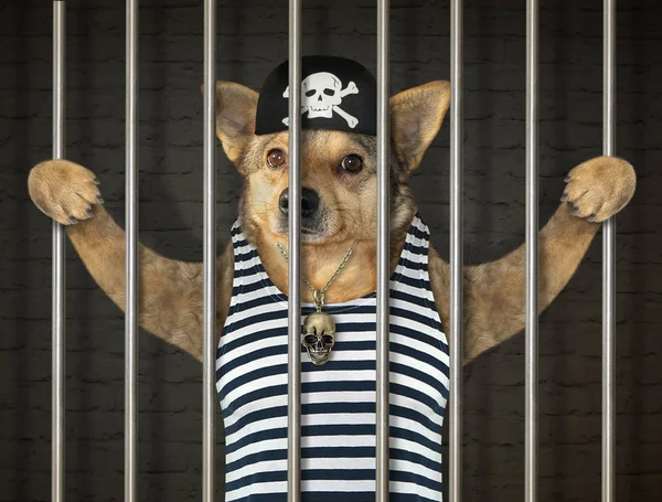 Пёс пират за решеткой — стоковое фото