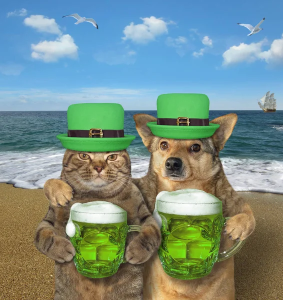 Perro y gato beben cerveza verde en la playa —  Fotos de Stock