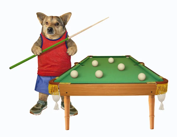 Dog in red t-shirt plays billiards — 스톡 사진