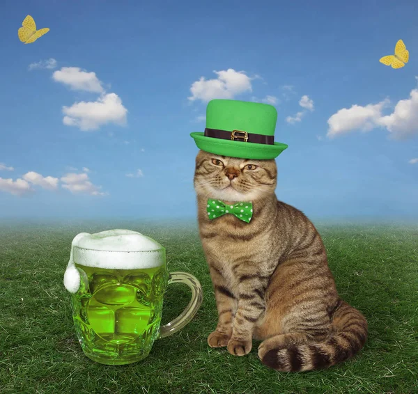 Cat bebe cerveza verde en el prado —  Fotos de Stock