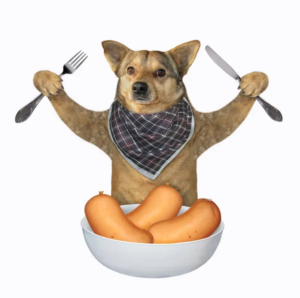 Pies z miską kiełbasy — Zdjęcie stockowe