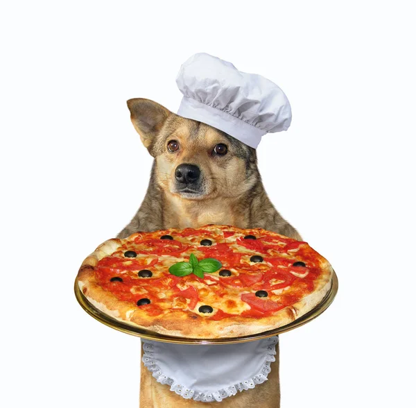 Dog cook with tray of pizza — Stock Photo, Image